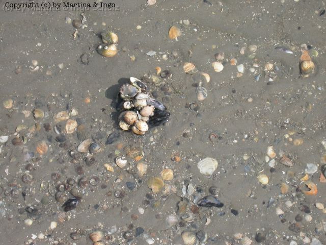 dscn0066.jpg - Ein Muschelklumpen am Strand von Dornumersiel.